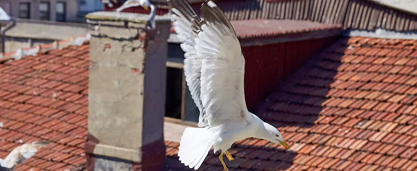 Residential Chimney Animal Removal Solution in St. Joseph, MO